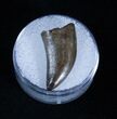 Inch Nanotyrannus Tooth From Montana #3143-2